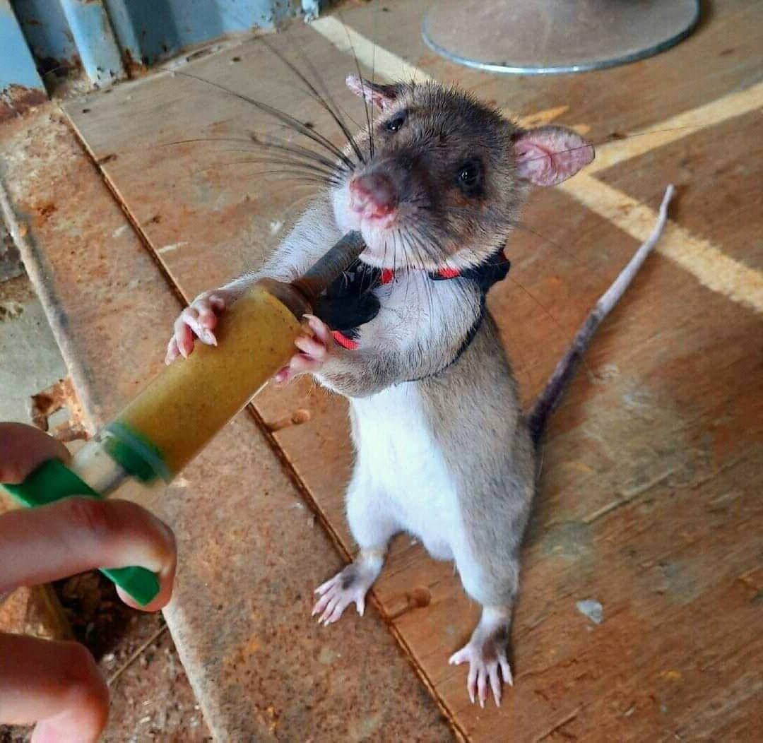 الفئران المدربة