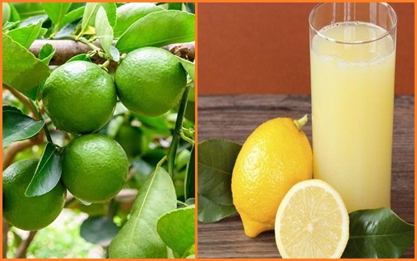 فوائد الليمون واسراره المذهلة